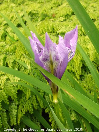 Knightshayes (48)